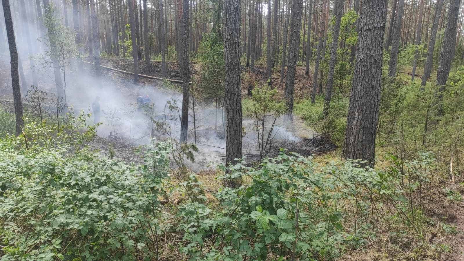 Устранено возгорание в лесу