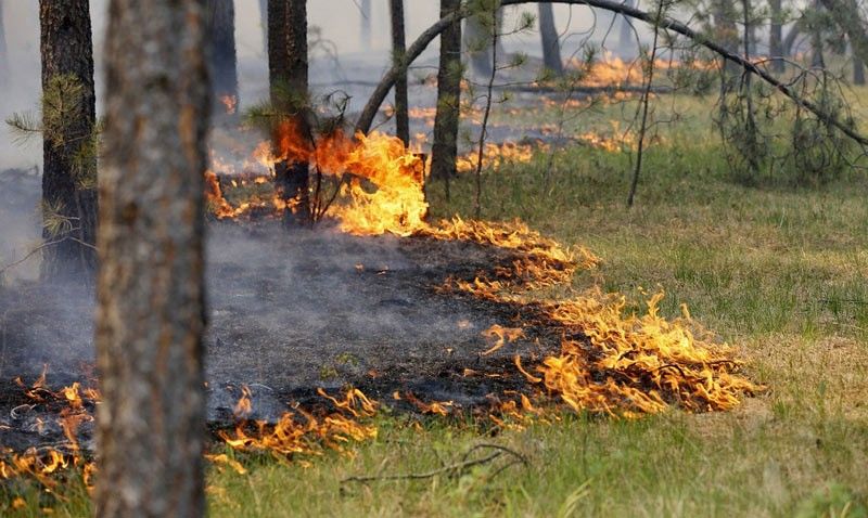 БОЛЬШИНСТВО ЛЕСНЫХ ПОЖАРОВ ПРОИСХОДИТ ПО ВИНЕ ЧЕЛОВЕКА
