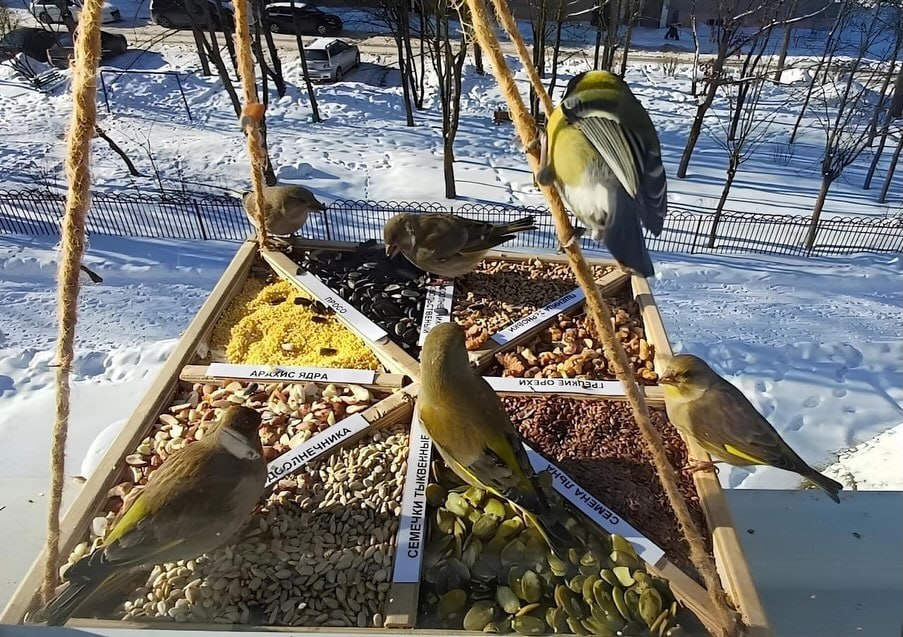 1 место — 2 истории .Школьное лесничество 