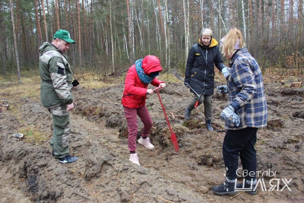 В первый день «Недели леса» в Сморгонском районе посадили сеянцы берёзы