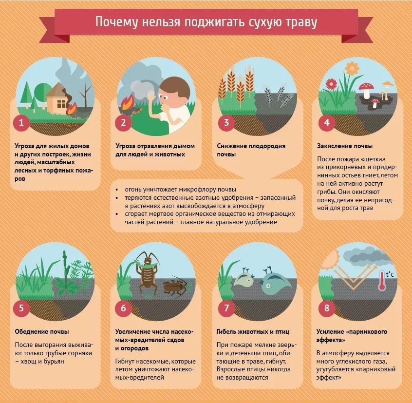 Почему нельзя поджигать сухую траву