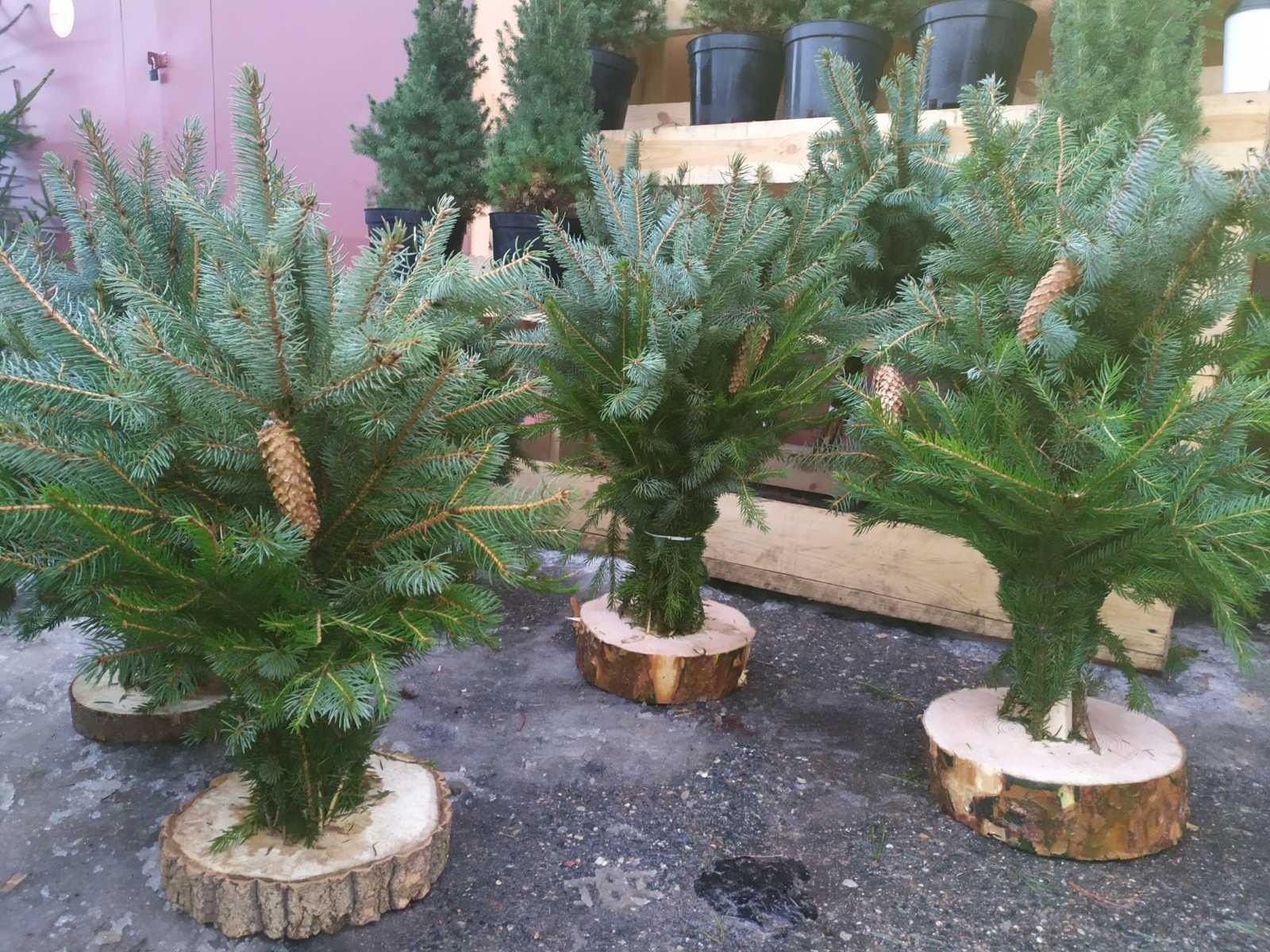 НОВОГОДНИЕ БУКЕТЫ НА ПОДСТАВКЕ