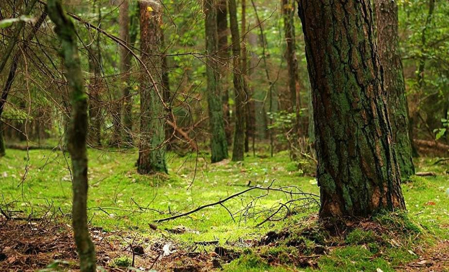  Гродненскому лесохозяйственному объединению 80 лет!