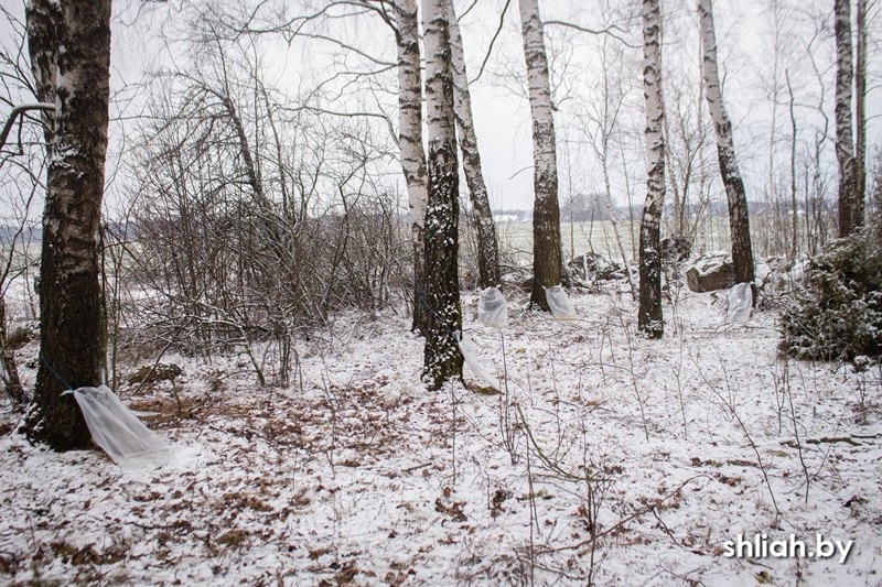 С наступлением благоприятных погодных условий для сокодвижения в Сморгонском опытном лесхозе будет организована продажа населению березового сока.
