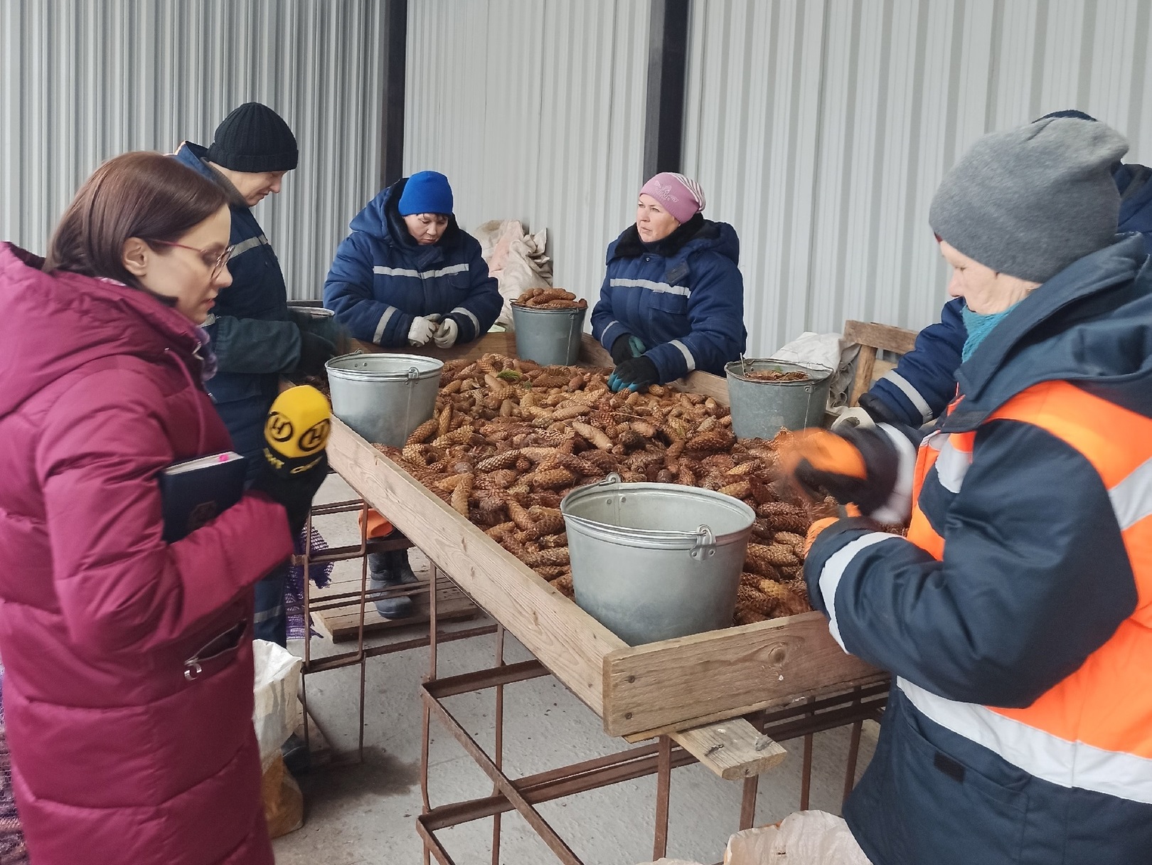 Заготовка шишек ели