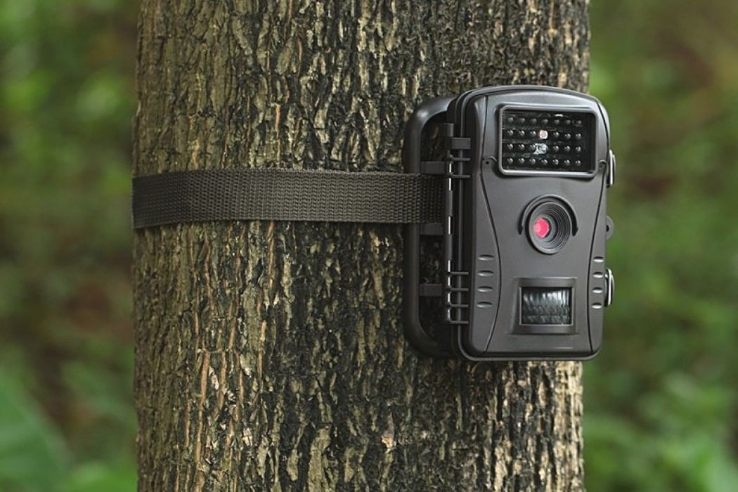 РАБОТА ФОТОЛОВУШЕК