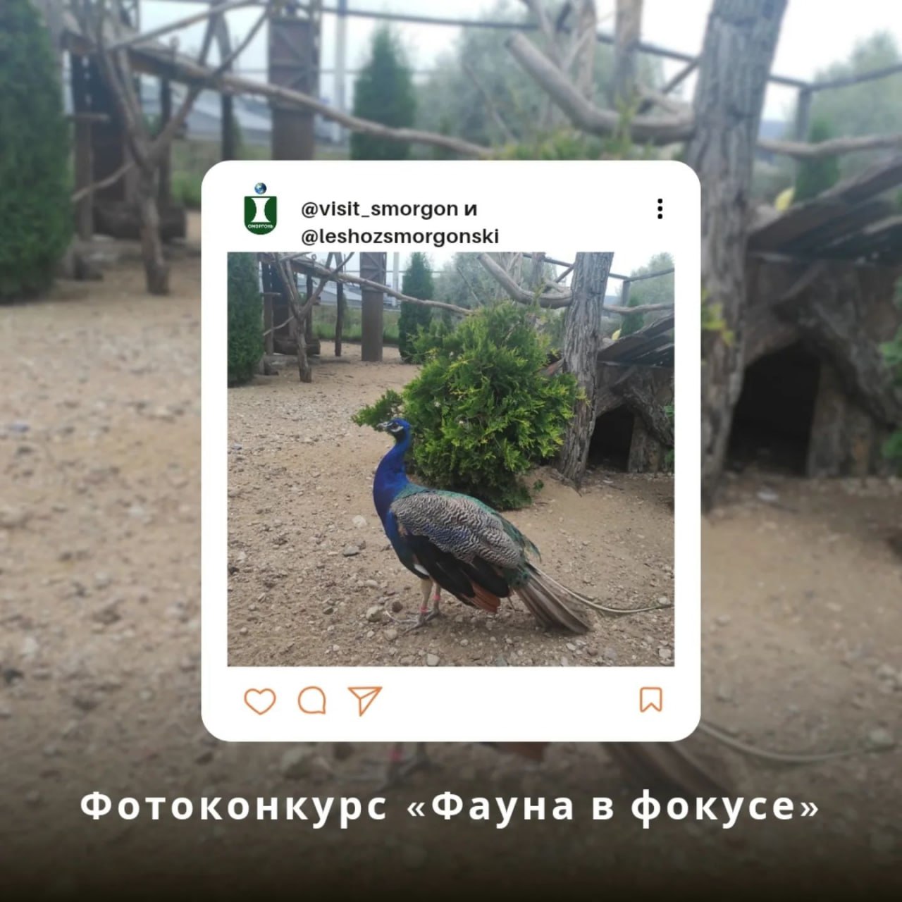 В рамках месяца охотничьего туризма Сморгонский районный туринфоцентр @visit_smorgon совместно со Сморгонский опытным лесхозом @leshozsmorgonski проводит фотоконкурс «Фауна в фокусе»!