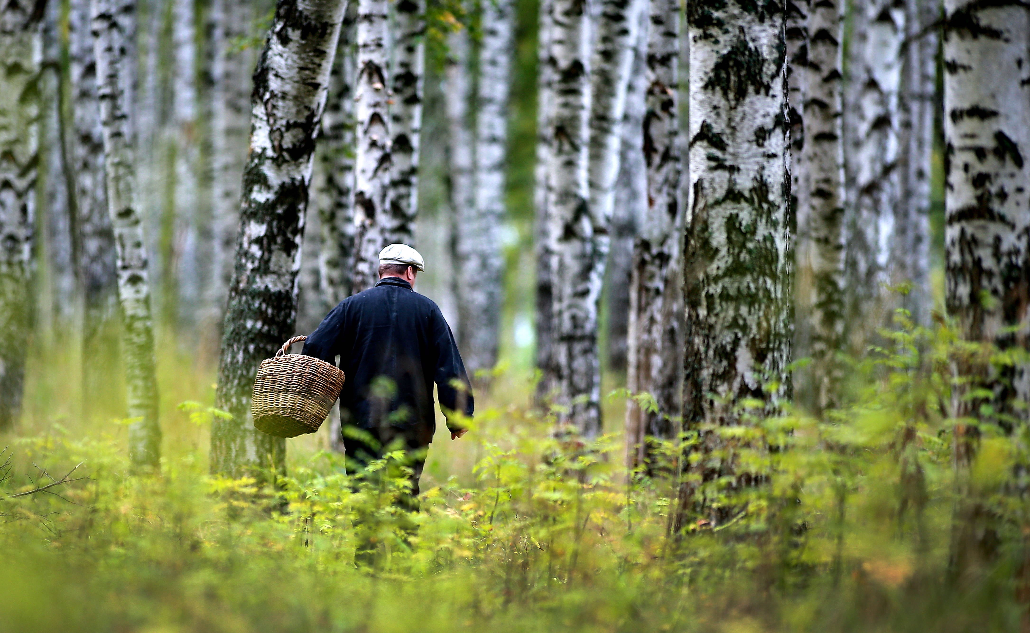 Приведший в лес