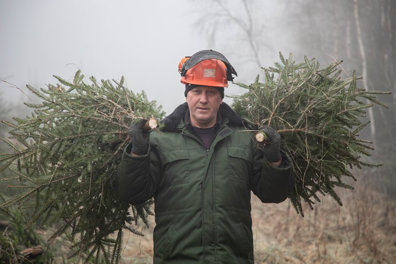 ФОТОРЕПОРТАЖ: Как в Кревском лесничестве заготавливают новогодние ёлки